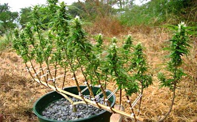 LST метод Метод пригибания или LST (Low Stress Training)