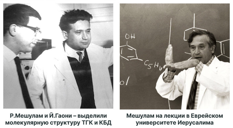 Дельта-9-тетрагидроканнабинол: ключевое вещество конопли Открытие ТГК: начало научных исследований медицинской конопли