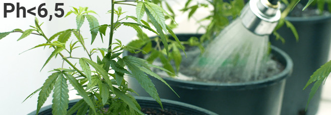 Полив автоцветов и кислотность почвы Полив автоцвета нас стадии цветения