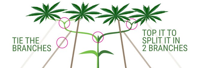 Схематическое изображение Техника суперкроппинг