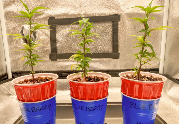 Подкормка и регулировка яркости светильника Кусты Blueberry Muffin от Humboldt Seed Company на 2 неделе