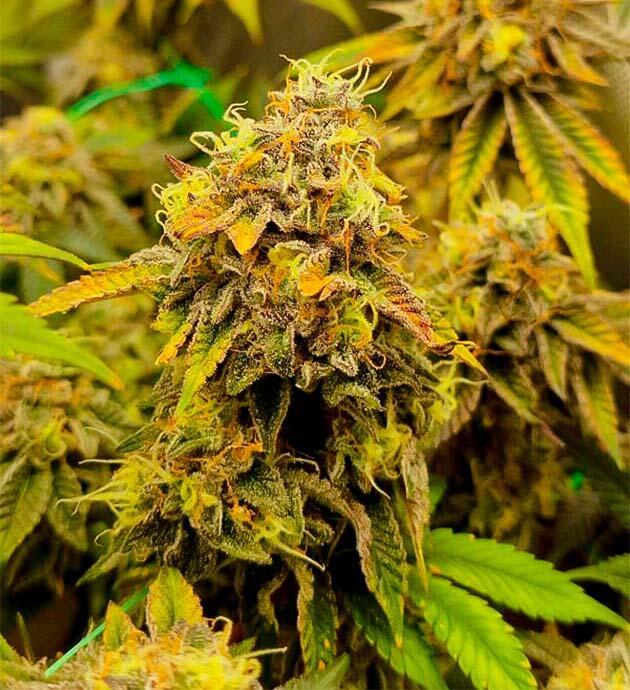 Корректировка мощности световых панелей 14 неделя развития Poddy Mouth от Humboldt Seed Company