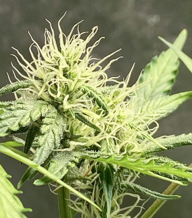 Полив питательным раствором и водой Кусты Banana Purple Punch Auto на стадии цветения