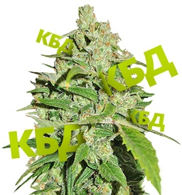 Cannatonic – постоянный источник КБД Cannatonic – постоянный источник КБД