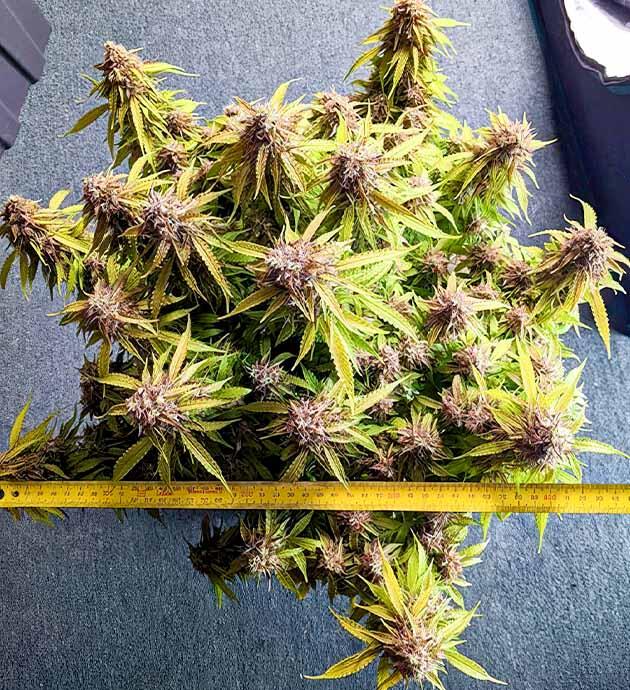 Янтарные трихомы и начало промывки субстрата Куст Gorilla Glue Auto на 13-14 неделе выращивания