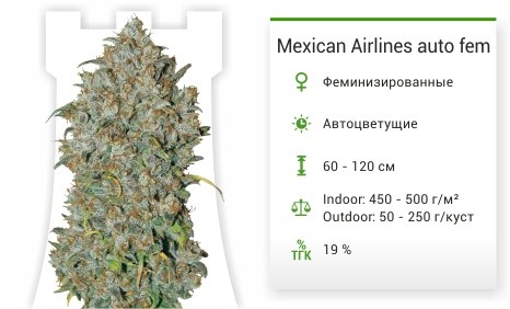 Сорт марихуаны Mexican Airlines Mexican Airlines auto fem от FastBuds