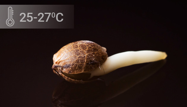 Неверный температурный режим выращивания Температура проращивания между 25 и 27 градусами