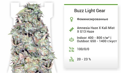 описание сорта Buzz Light Gear Buzz Light Gear