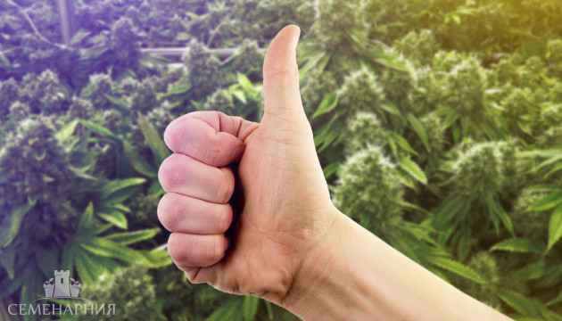 Польза каннабиса