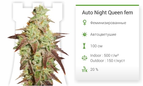 Auto Daiquiri Lime fem от Dutch Passion