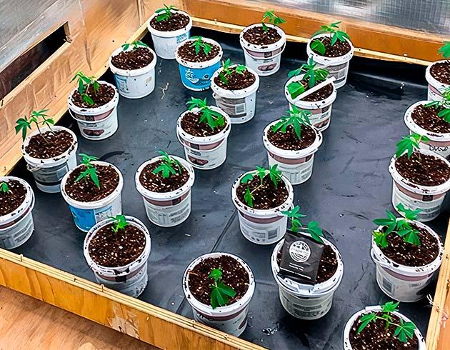 Условия в гроубоксе и полив конопли Ростки Godzilla Glue #4 от Herbies Seeds