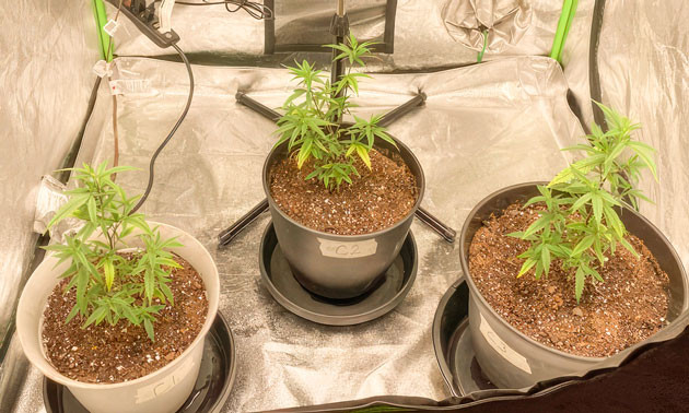 Пересадка в горшки и апгрейд гроубокса Кусты Blueberry Muffin на 6 неделе выращивания