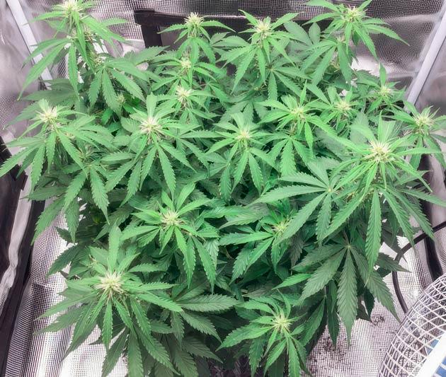 Запах конопли и корректировка питательного раствора Куст Godzilla Cookies Auto на стадии цветения