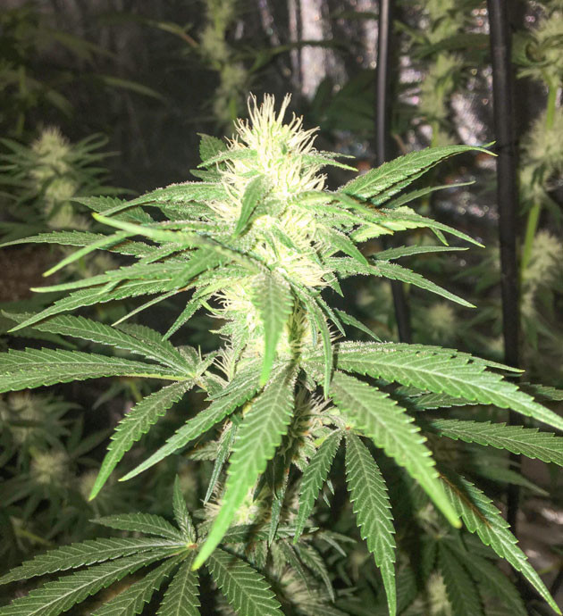 Условия выращивания на 10-11 неделях Соцветие на 10 и 11 неделях выращивания