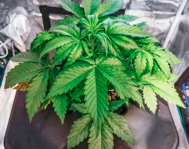 Куст Zkittlez Auto от сидбанка FastBuds на 3 неделе