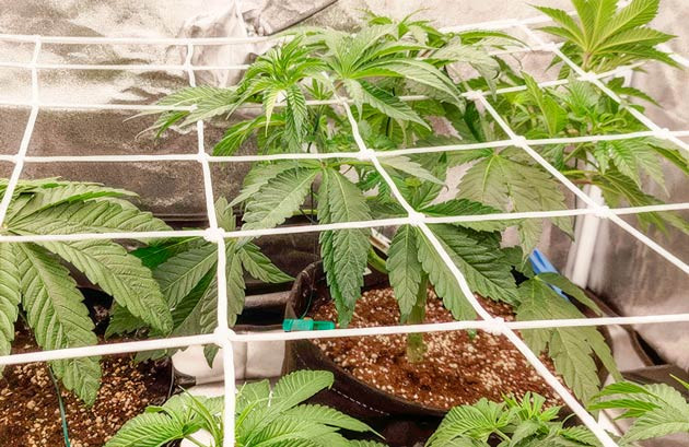 Установка сетки ScrOG Кусты Lemon Tree на 6 неделе выращивания