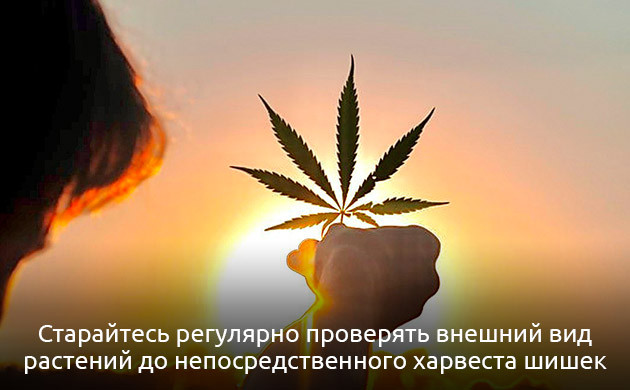 Регулярный осмотр растений Регулярный уход конопли