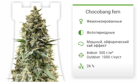 Сорт марихуаны Chocobang Chocobang от Delicious Seeds