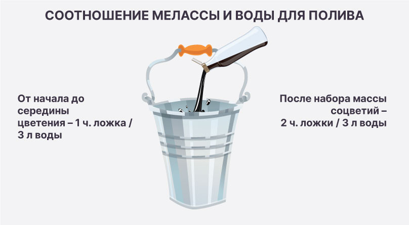 Раствор из мелассы Соотношение мелассы и воды для полива