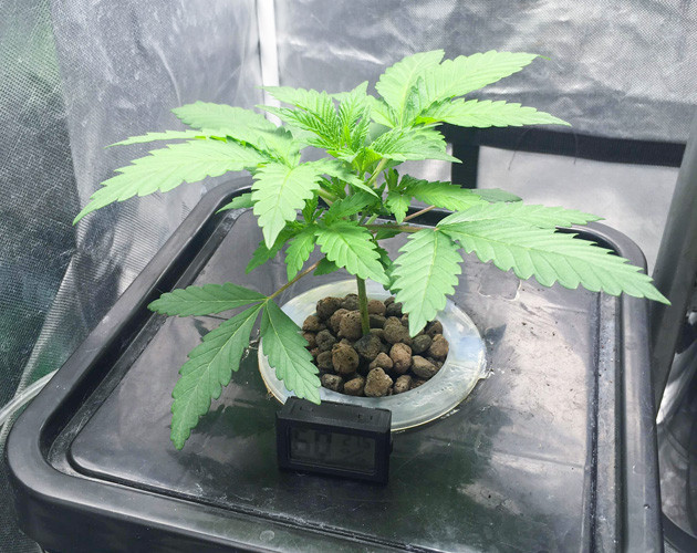 Активный рост и удобрения Росток DDoS #33 от сидбанка Herbies Seeds на 2 неделе