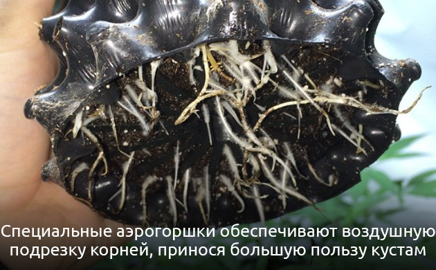 Выбор горшка для высадки конопли Правильные горшки для высадки каннабиса