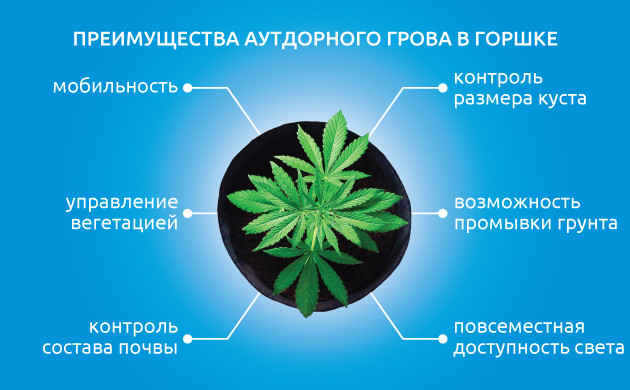 Плюсы и минусы выращивания марихуаны в горшке Выращивание конопли в аутдоре в горшке
