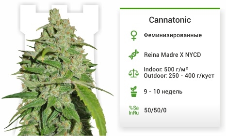 описание сорта Cannatonic описание сорта Cannatonic