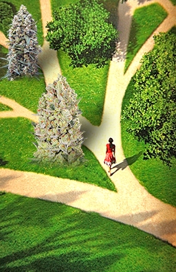 Выбор сорта каннабиса Выбор сорта конопли