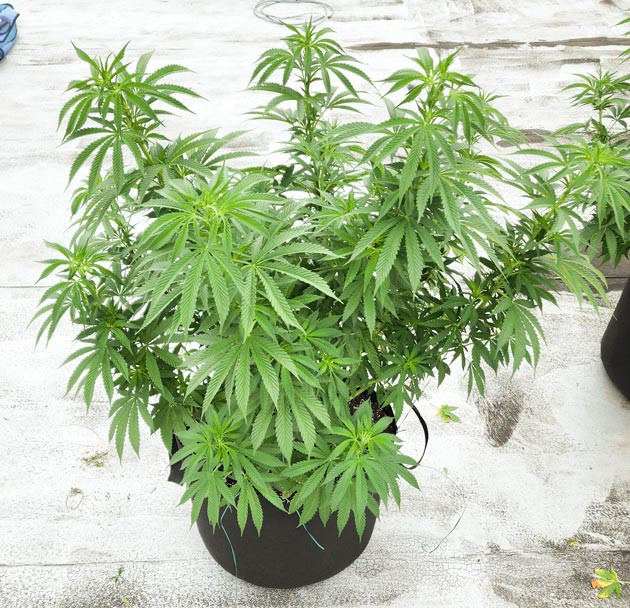 Куст ростом 70 см на 9 неделе выращивания