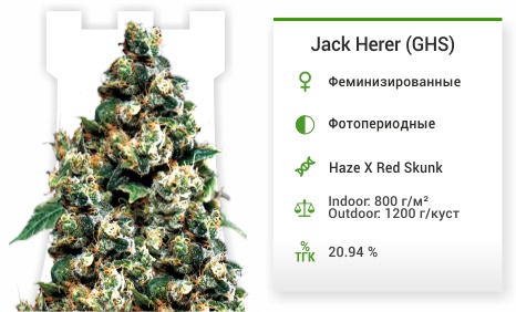 Jack Herer fem от Green House Seeds Jack Herer fem от Green House Seeds