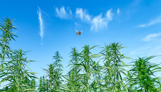 Поле конопли и пчёлы