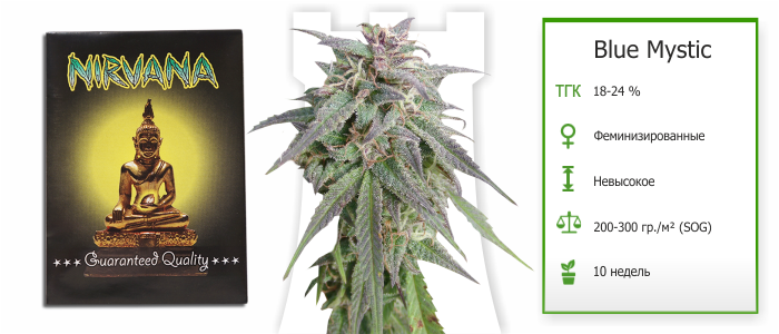 Семена Blue Mystic