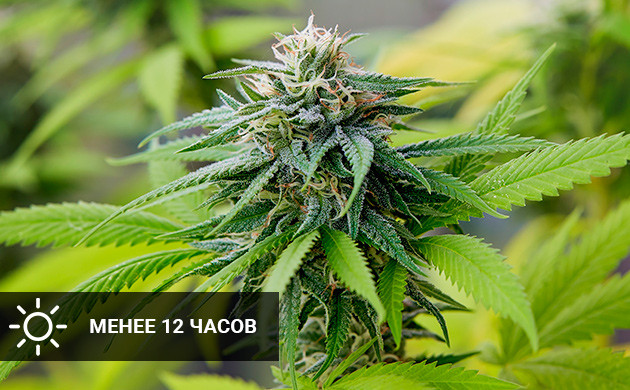 Световой режим на фазе цветения 12 часовой режим во время цветения