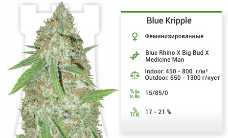 описание сорта Blue Kripple Blue Kripple