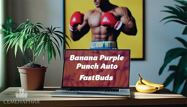 Выращивание сорта марихуаны Banana Purple Punch Auto в индоре Гроурепорт сорта Banana Purple Punch Auto