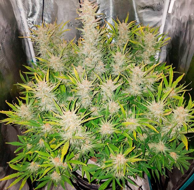 Куст Bruce Banner Auto на последней неделе выращивания