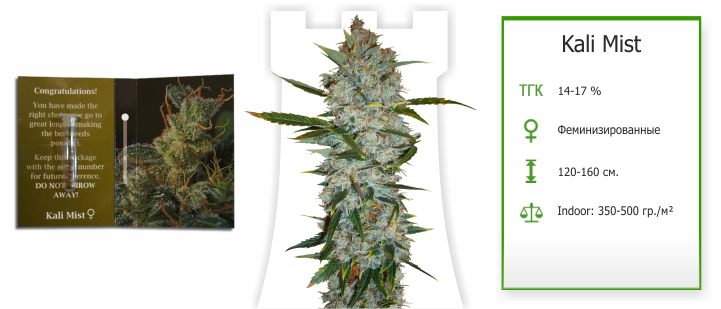 Kali Mist гибрид