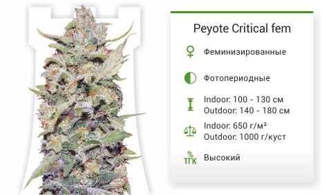 Сорт марихуаны Peyote Critical Peyote Critical fem (Barney's Farm)