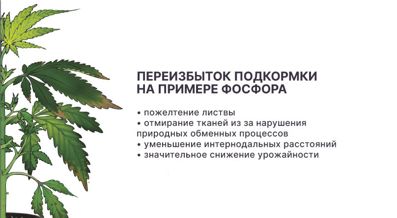 Признаки переизбытка фосфором Переизбыток фосфором