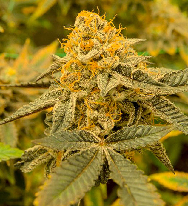 Стабильное созревание Куст Poddy Mouth от Humboldt Seed Company на 16 неделе