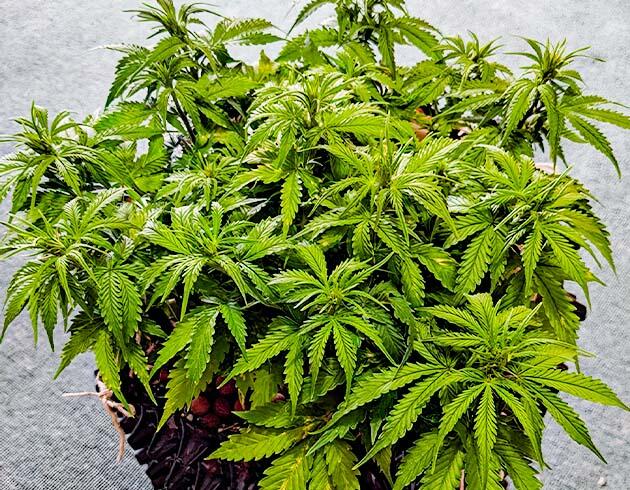 Пятна на листьях и тренировки конопли Куст Gorilla Glue Auto от FastBuds на 5-6 неделе