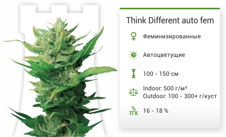 Think Different auto fem от Dutch Passion