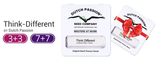 акция от Dutch Passion акция от Dutch Passion