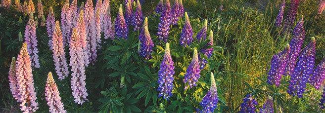 Люпин Растение Люпин или волчий боб