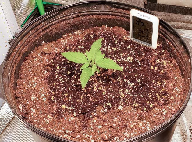 Медленное прорастание и посадка в горшок Росток Cafe Racer от Blimburn Seeds на 1-2 неделе