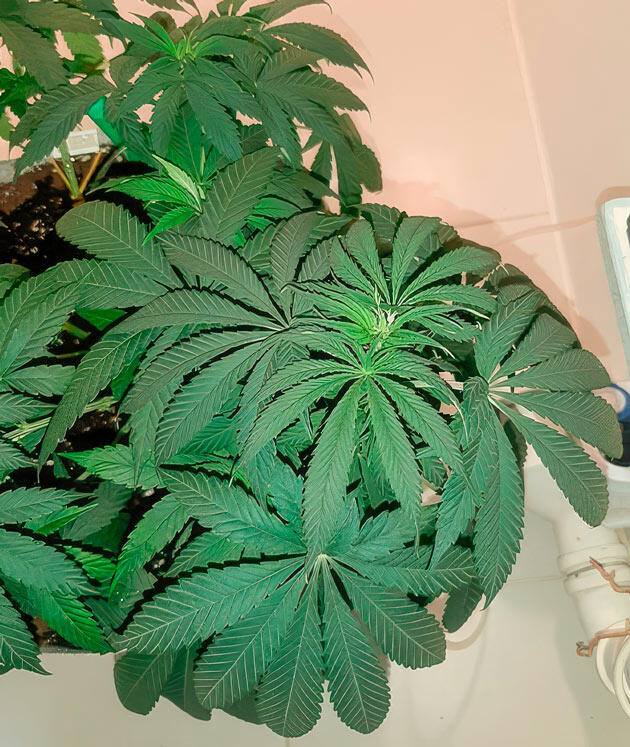 Стабильное развитие конопли 6 неделя развития Glue Sherbet от AlphaFem Seeds