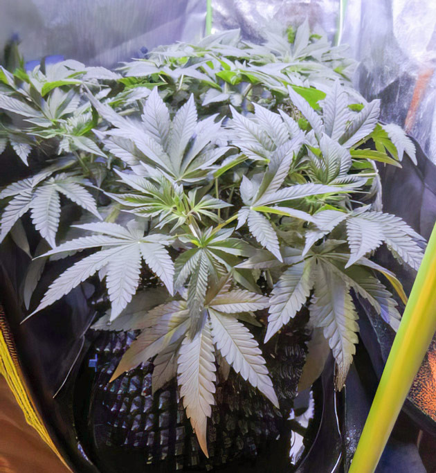 Суперкроппинг конопли Куст на 7 неделе выращивания