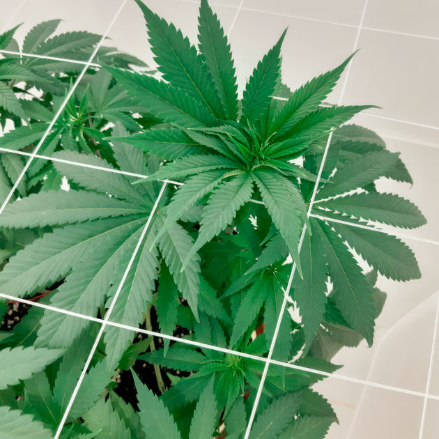 Дополнительная обрезка листвы и полив раствором для веги Куст Blackberry Moonrocks от AlphaFem Seeds на 7 неделе