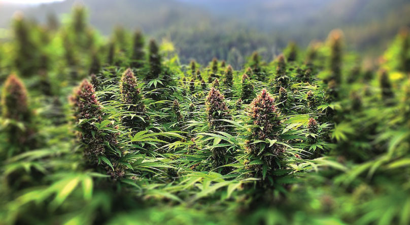 Переход в фазу цветения Цветущая конопля