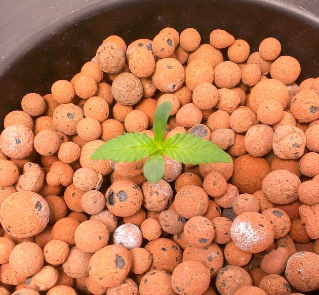 Рост конопли Росток Green Gelato от Royal Queen Seeds на 2 неделе